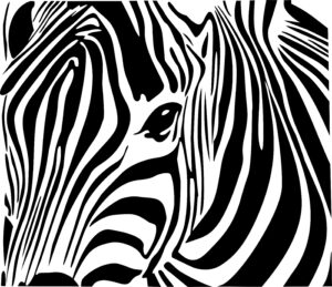 Zebra stripes pattern, illustration
