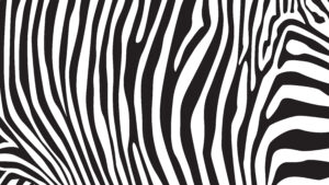 Zebra stripes pattern, illustration